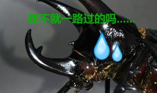 亚克提恩大兜虫 亚克提恩大兜虫